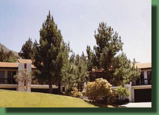 Archer Eldarica Afghan Pine In The Landscape